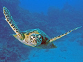   Hawksbill turtle admires itself lens port  